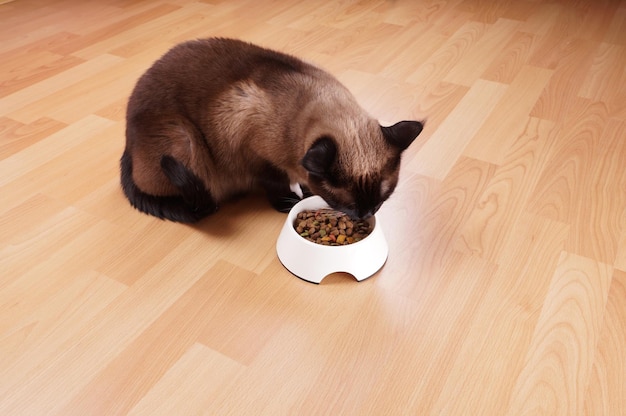 Gato comendo de uma tigela em casa