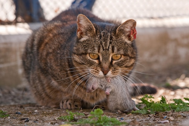 Gato comendo rato