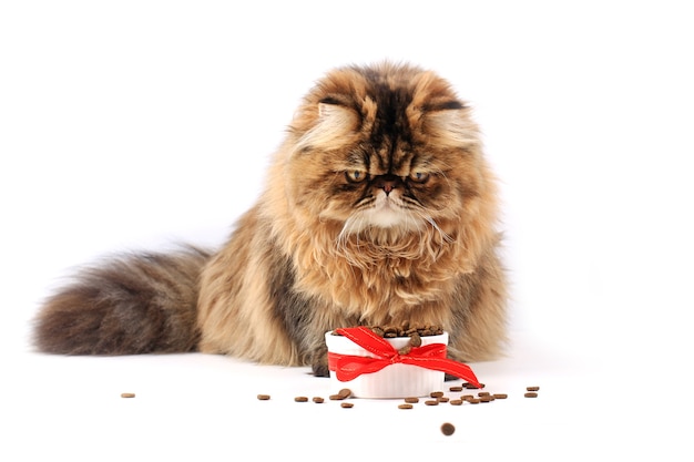 Gato comiendo alimentos secos aislado sobre fondo blanco gatito persa