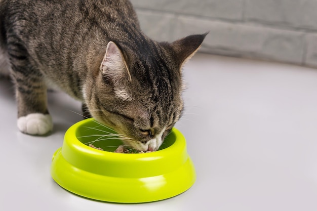 Foto el gato está comiendo comida por la mañana.