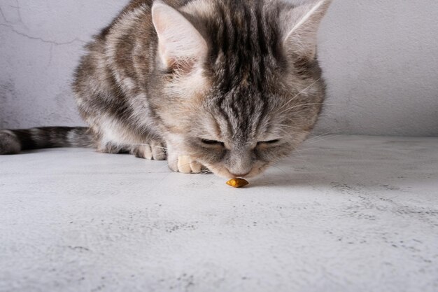 Gato comiendo cuello de pollo crudo Enfoque selectivo Aislado sobre fondo gris