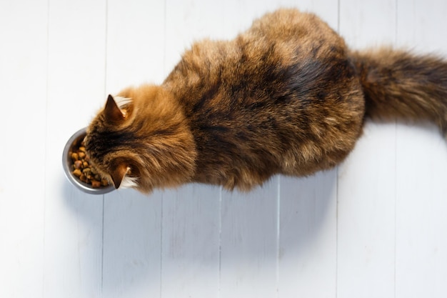 Gato comiendo de un cuenco sobre tablones de madera blanca