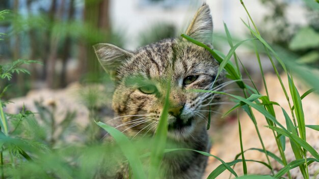 Un gato comiendo la hierba