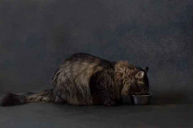 gato comiendo.