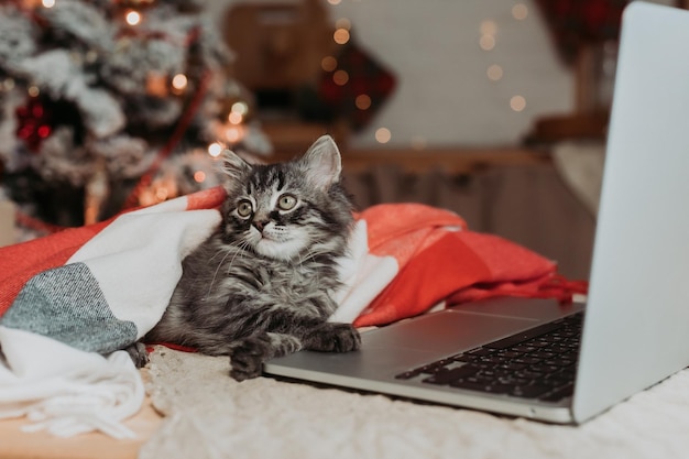 gato con una computadora portátil para el Año Nuevo