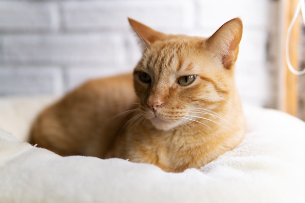 Gato comum europeu sentado em casa