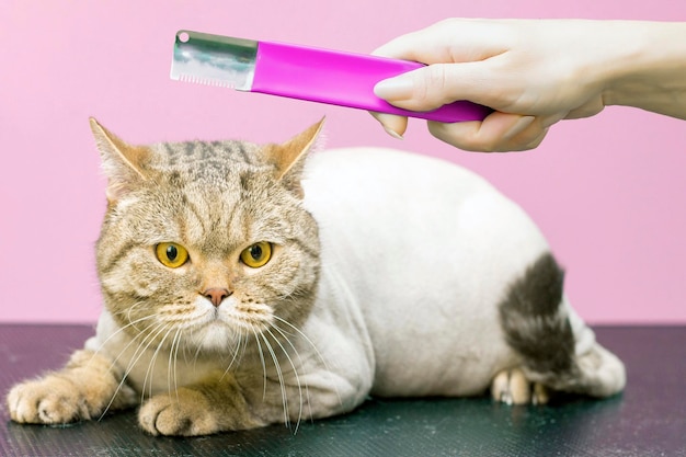 Gato contento recortado en un salón de belleza Aseo de gatos en un salón de belleza para mascotas procedimiento de aseo de gatos con recortadora