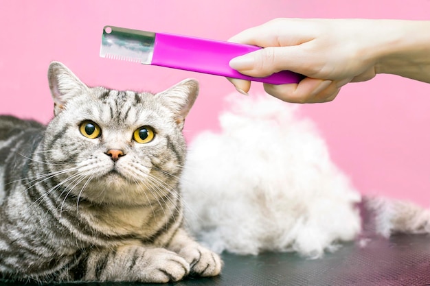 Gato contento en un salón de belleza Aseo de gatos en un salón de belleza para mascotas Procedimiento de muda exprés para gatos Peinar el exceso de pelo El gato está junto a su pelo Un montón de lana