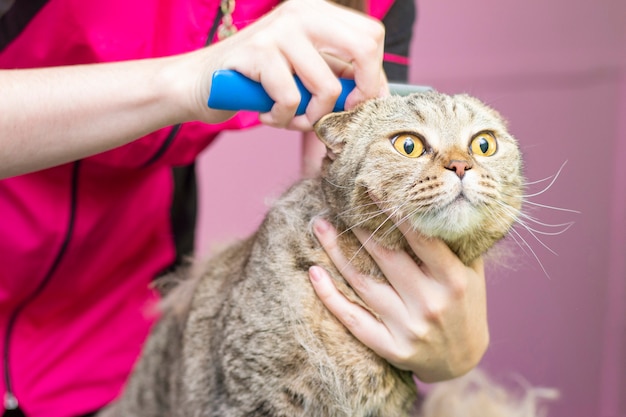 Gato contento en el salón de mascotas. Grooming gatos en un salón de belleza para mascotas. El maestro peina el exceso de cabello. Muda expreso