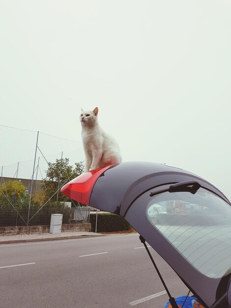 Foto gato contra el cielo despejado