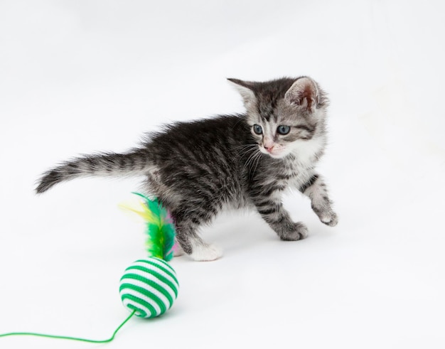 Foto gato contra un fondo blanco