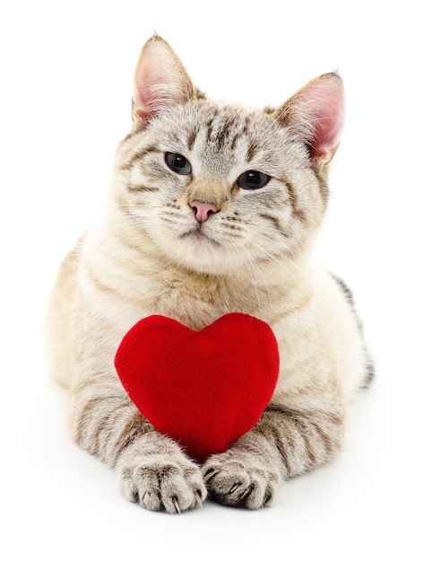 Gato con corazón rojo de San Valentín aislado