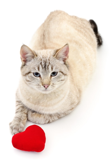 Gato con corazón rojo de San Valentín sobre blanco