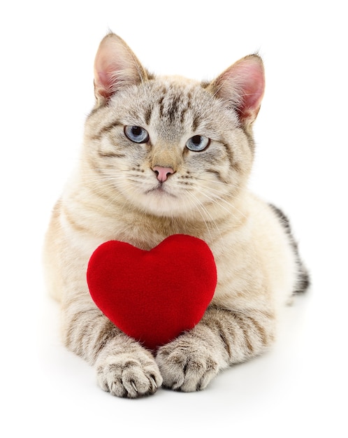 Gato con corazón rojo de San Valentín sobre blanco