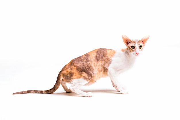 Foto gato cornish rex isolado no fundo branco