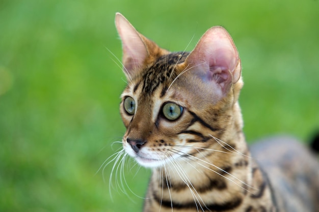 El gato corre en un césped.