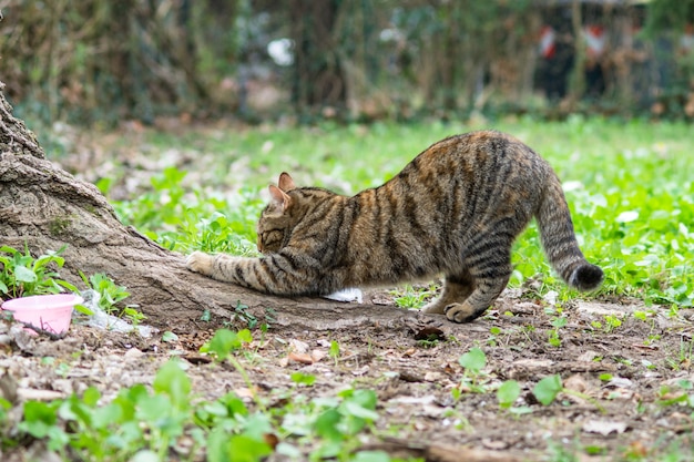 Gato corre garras no tronco