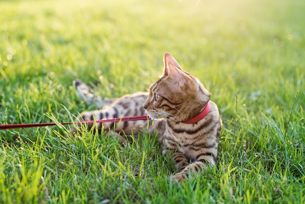 El gato con una correa camina en la calle al atardecer