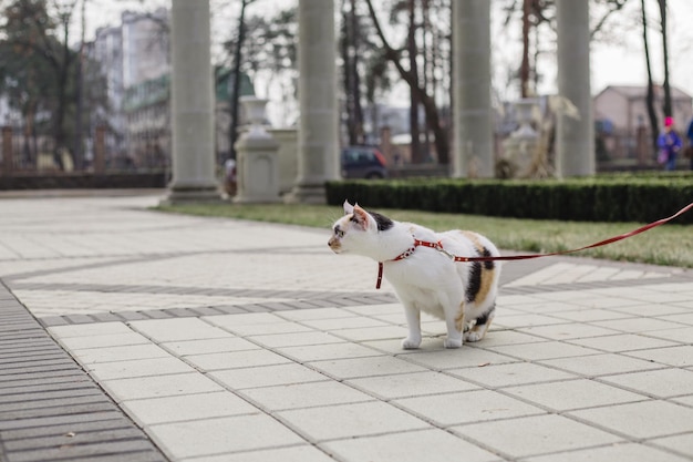 Un gato con correa camina por un parque.