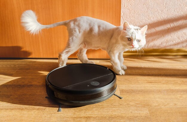 gato cortado después de asearse cerca de una aspiradora robot en funcionamiento