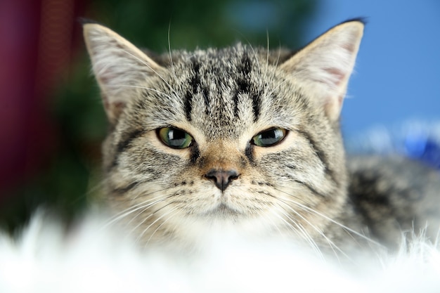 Gato en cuadros sobre fondo de árbol de Navidad