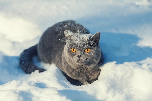 Gato cubierto de nieve sentado en la nieve profunda