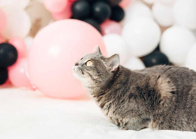 Gato de cumpleaños foto bastante elegante fondo blanco.