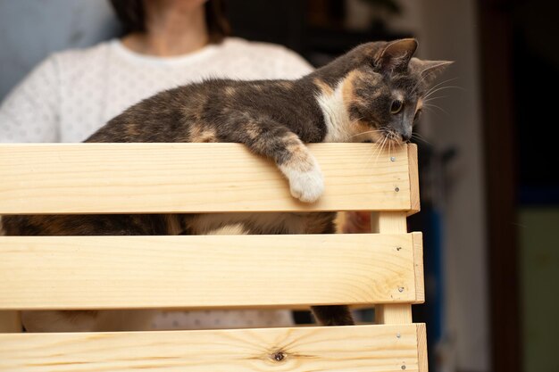 Foto gato curioso engraçado fica em uma caixa de madeira segurada por uma mulher