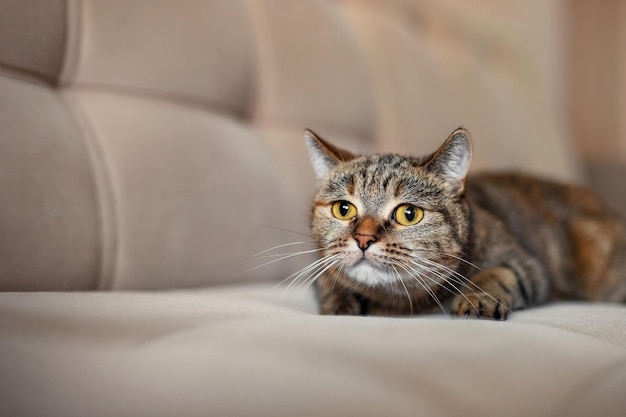 Foto el gato curioso está jugando en el sofá.