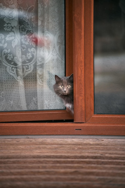 Gato curioso olha para fora da casa para a rua Animais domésticos explorando enquanto fica em casa