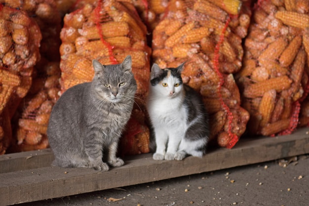 Gato curioso en pueblo