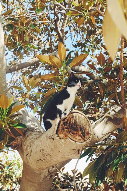 Gato curioso sentado en la rama de un olivo en verano animales y naturaleza