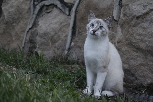 Gato curioso