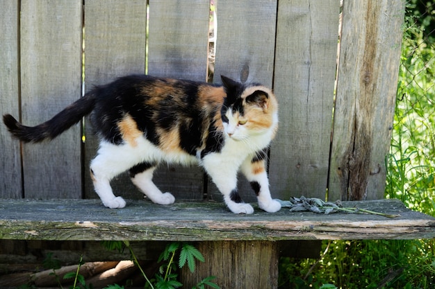 Gato da aldeia avistado na rua a apanhar sol na varanda