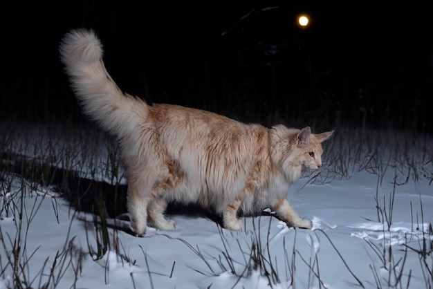 Gato da floresta norueguesa em frente ao fundo de inverno