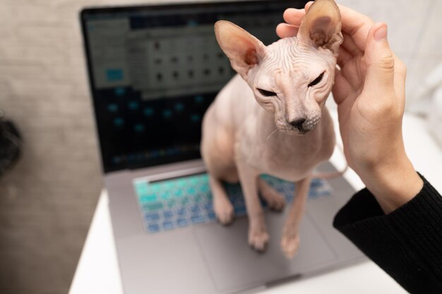 Foto gato da raça canadense sphynx assento no laptop