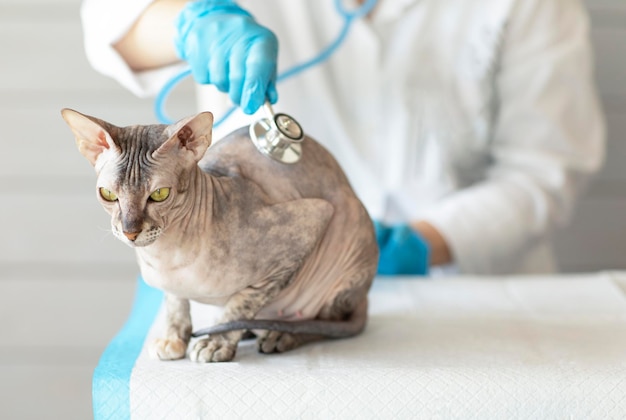 Gato da raça Don Sphinx na recepção do veterinário