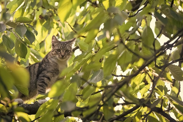 Gato de animais sem-teto de estimação mestiço subiu na árvore gatinho fofo gato de raça ao ar livre em galhos conceito de animal doméstico e animal de estimação de veterinário e veterinário de raça pura e pedigree