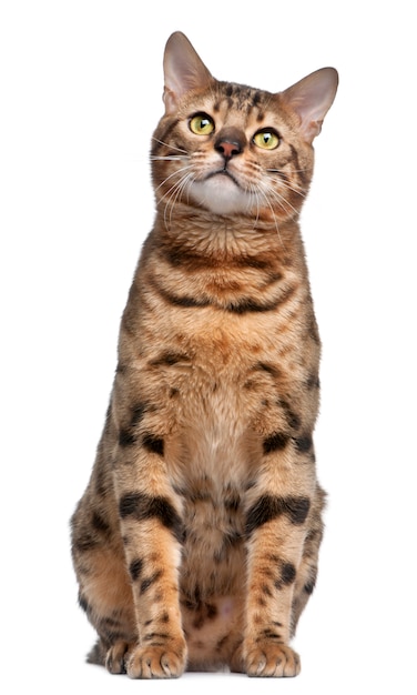 Gato de Bengala, 1 ano de idade,