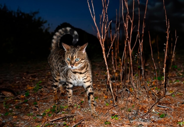 Gato de Bengala à noite