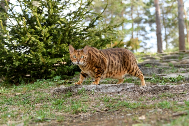 Gato de Bengala adulto no fundo da natureza ao ar livre no verão.