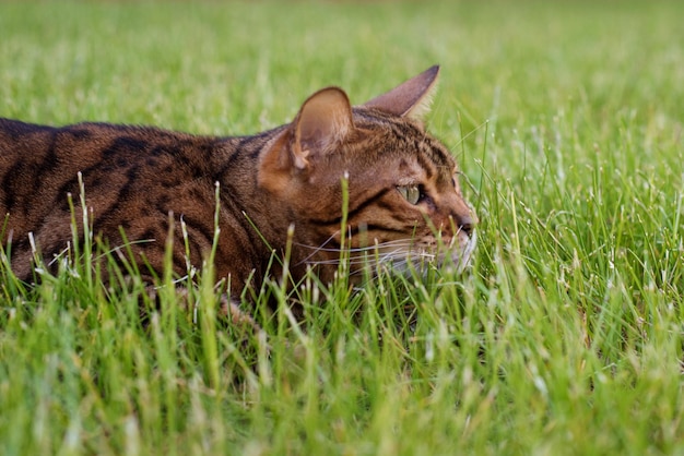 Gato de bengala caça na grama O gatinho está escondido no gramado Gato doméstico andando na rua