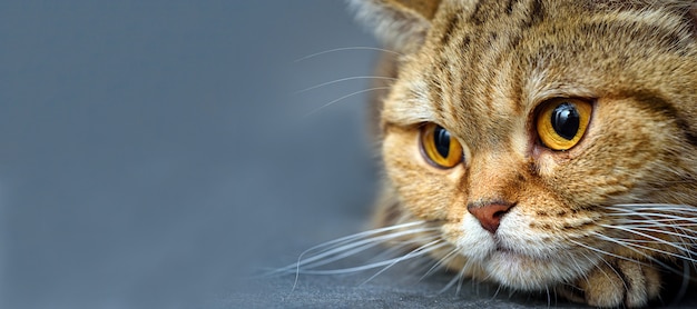 Gato de Bengala em uma mesa