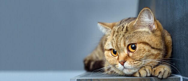 Gato de Bengala em uma mesa