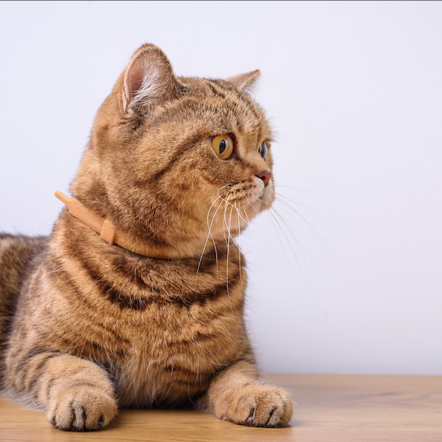 Gato de Bengala em uma mesa