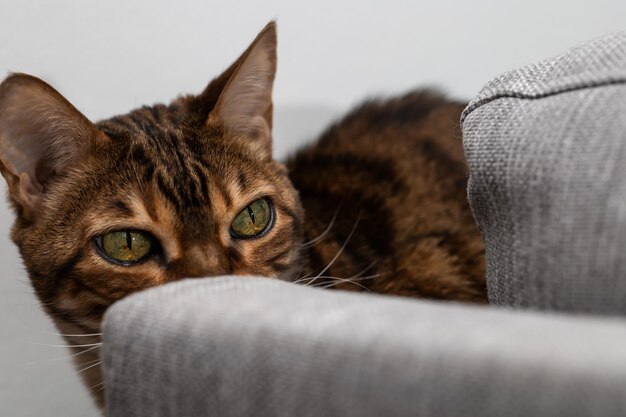 Gato de bengala listrado marrom parece pensativo