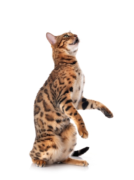 Gato de Bengala na frente de fundo branco