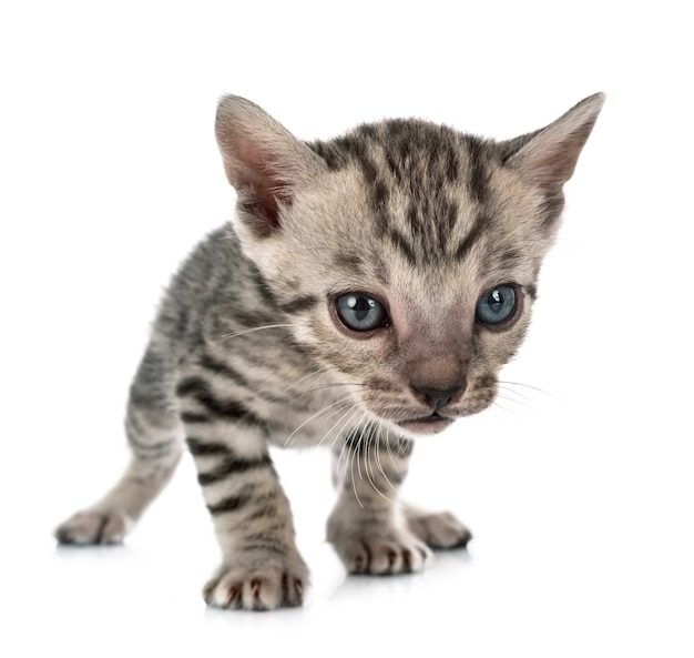 Gato de bengala na frente de um fundo branco