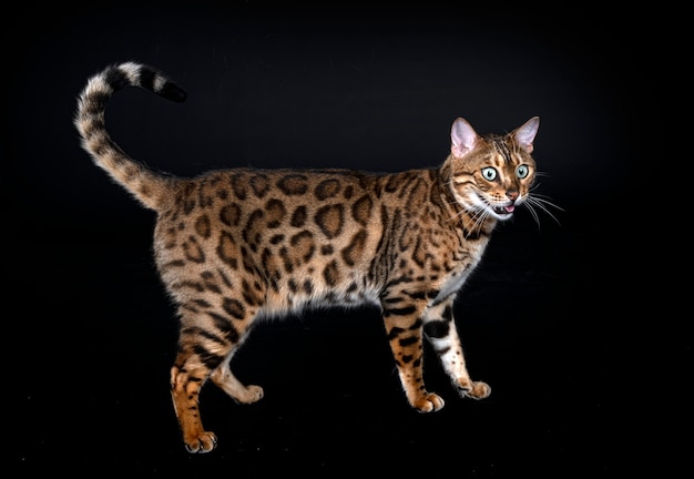 Gato de Bengala na frente de um fundo preto