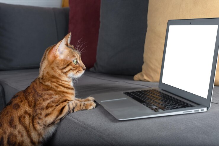 Foto gato de bengala olha para uma maquete de uma tela de laptop branca treinamento on-line em um pc e-learning